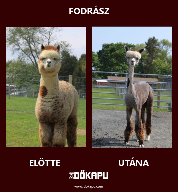 Fodrász
title=