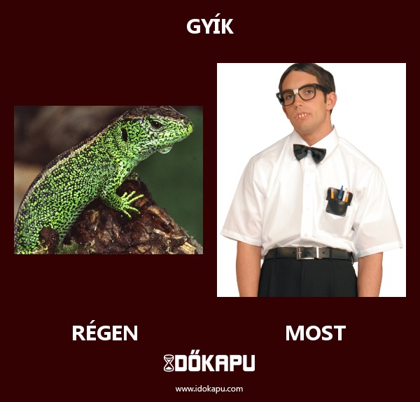 Gyík
 
 title=