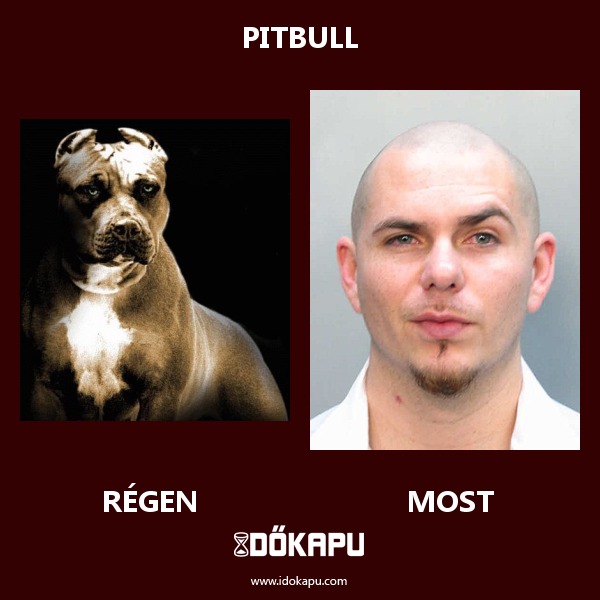 Pitbull
 
 title=