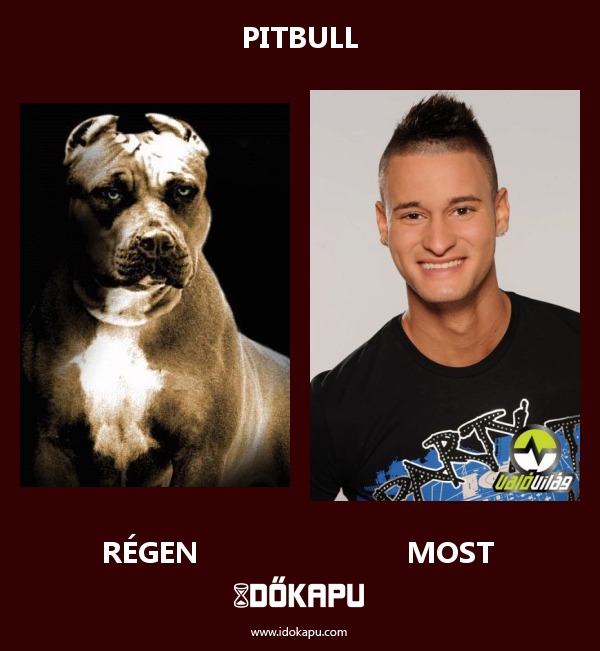 Pitbull
 
 title=