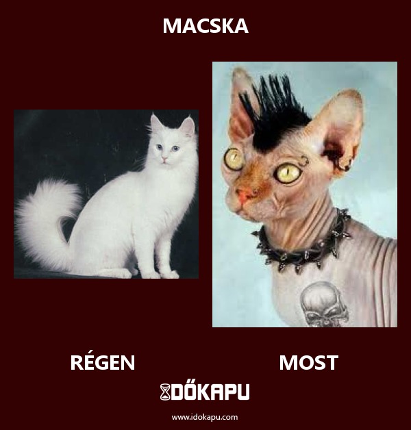 Macska
 
 title=