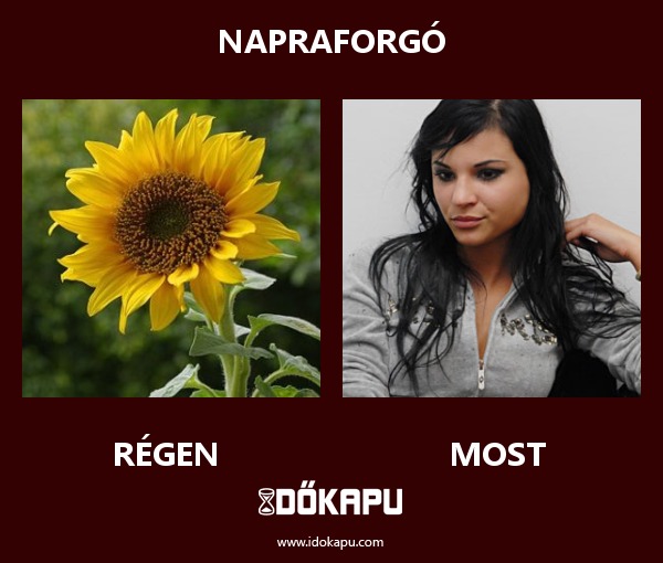 Napraforgó
 
 title=
