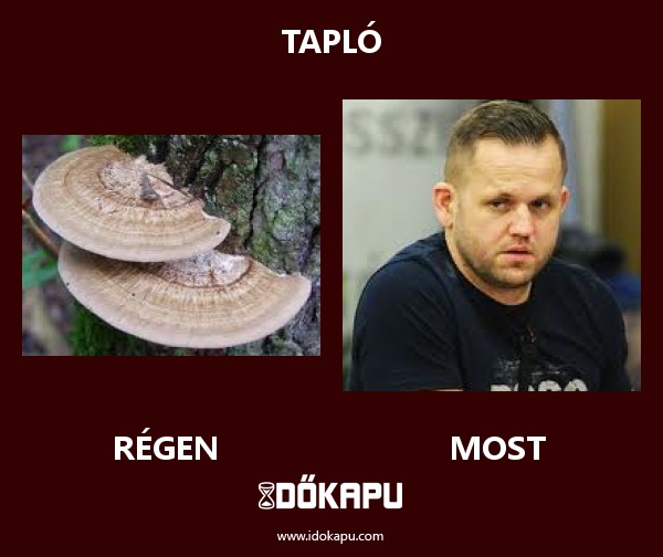 Tapló
title=