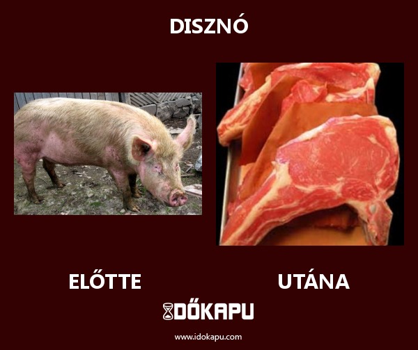 Disznó
 
 title=