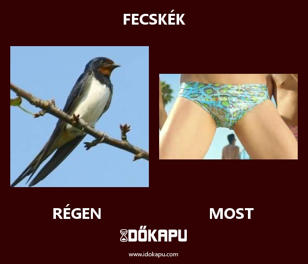 fecskék
 
 title=