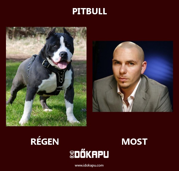 Pitbull
 
 title=