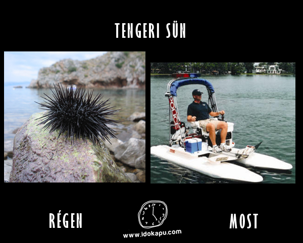 Tengeri sün
 
 title=